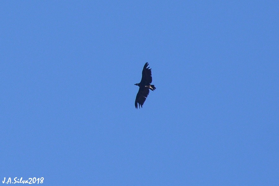 Cinereous Vulture - ML116476111