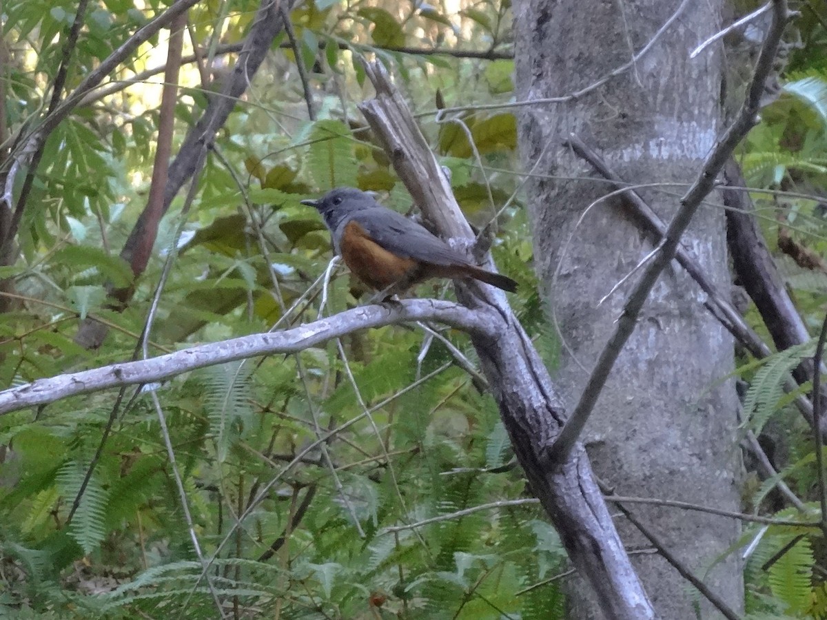 Madagaskarrötel (bensoni) - ML116476611