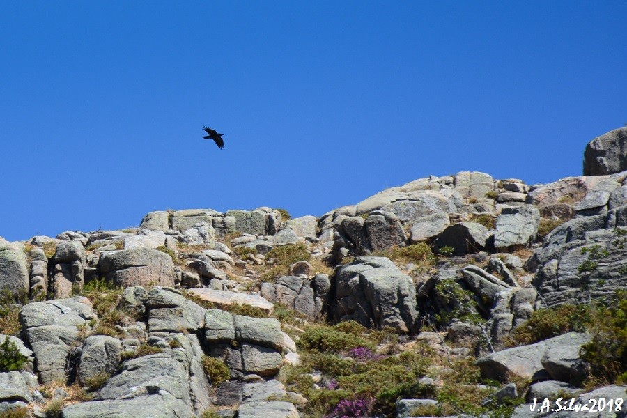 Common Raven - ML116476851