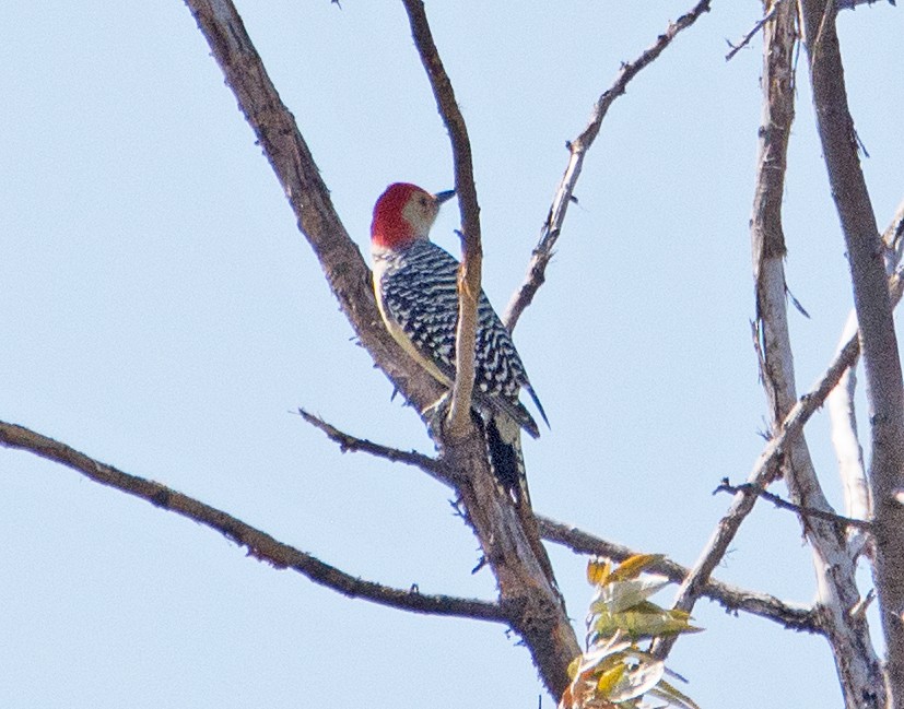 Red-bellied Woodpecker - ML116476861