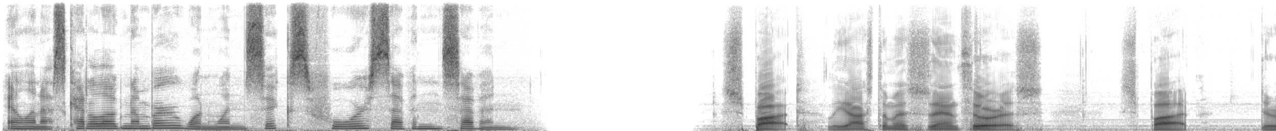 Spot Croaker - ML116477