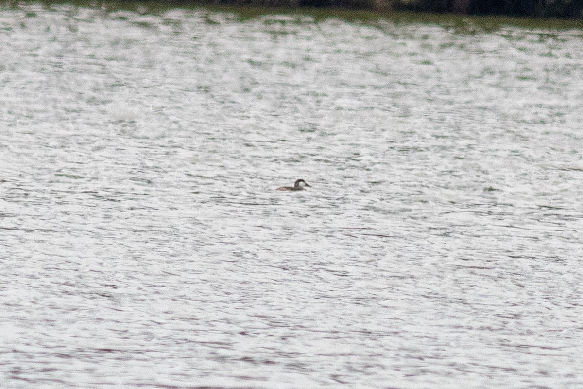 Ruddy Duck - ML116480431