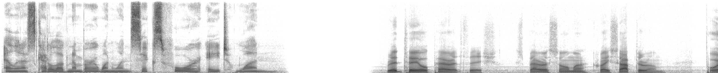 Redtail Parrotfish - ML116481