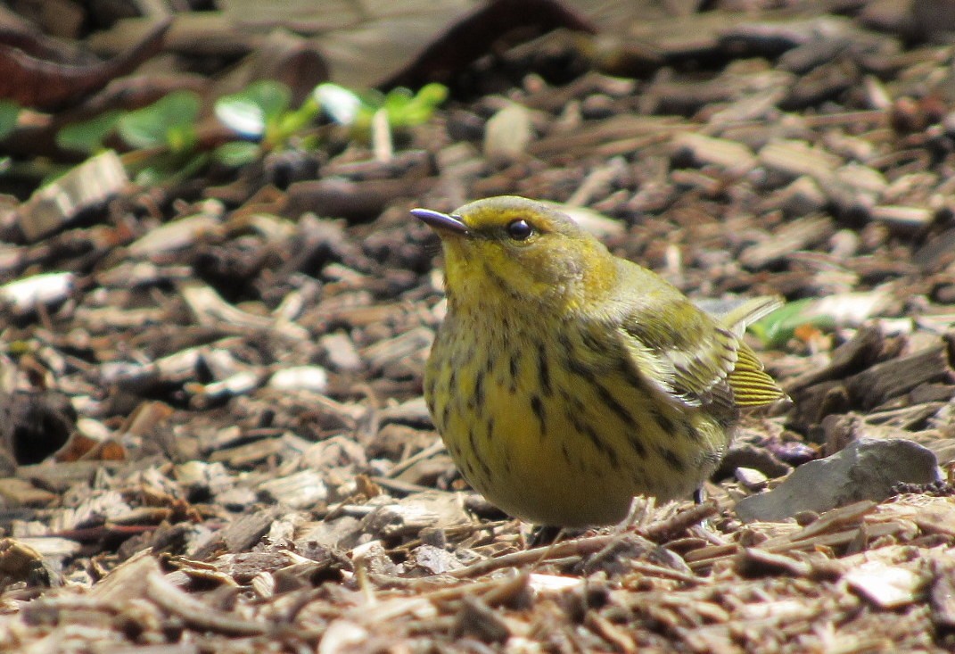 Paruline tigrée - ML116481201