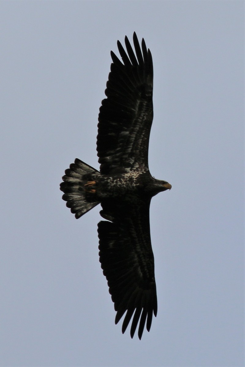 Bald Eagle - ML116481801