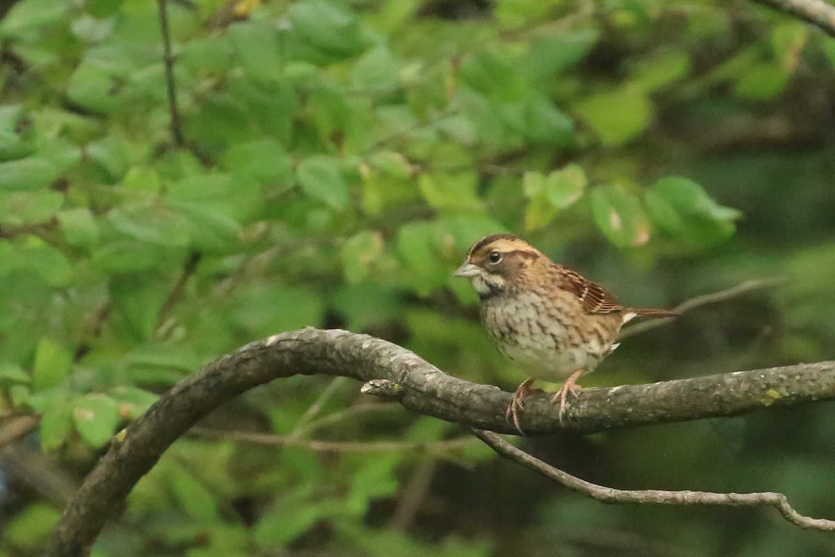 White-throated Sparrow - Tim Lenz