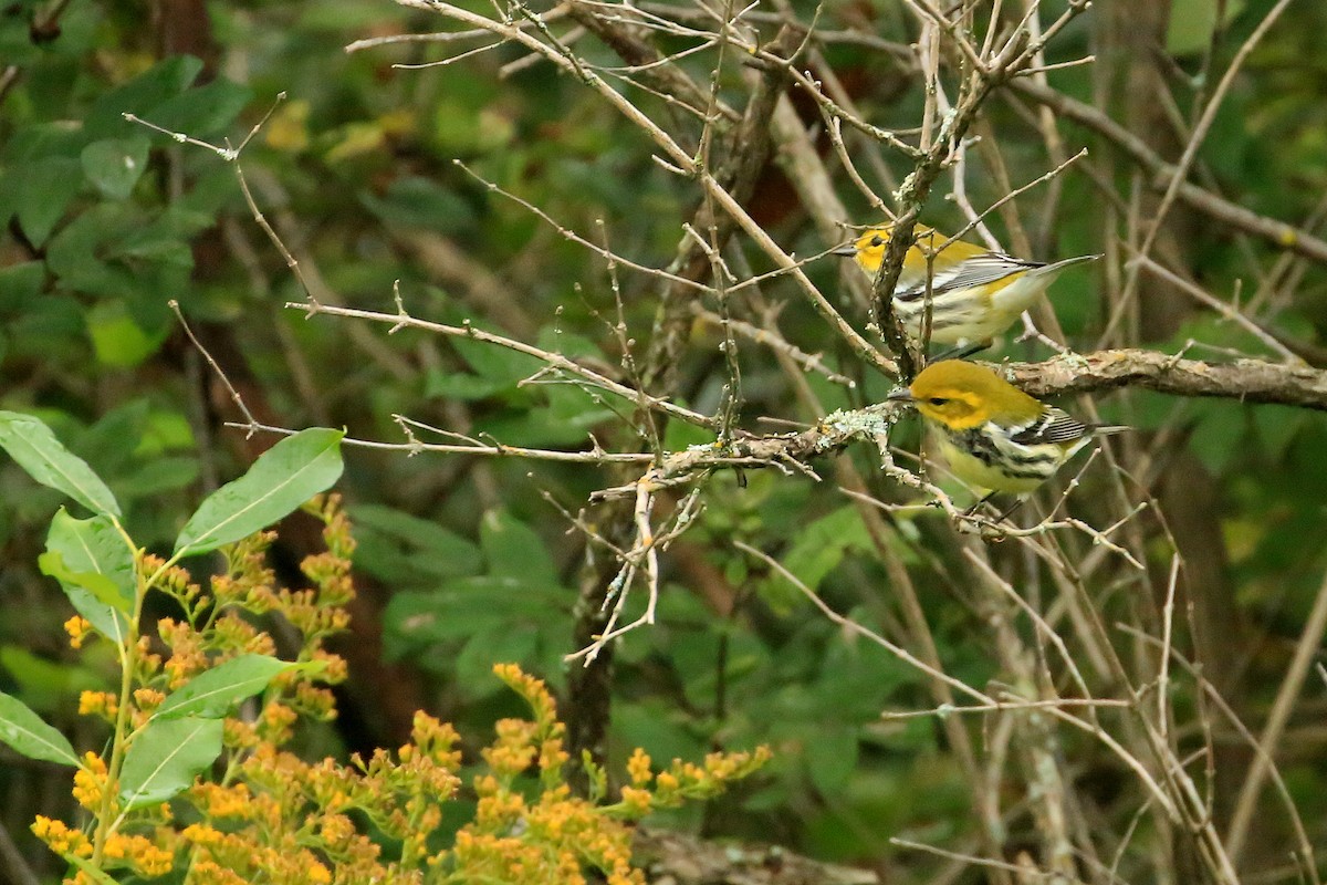 Black-throated Green Warbler - Tim Lenz