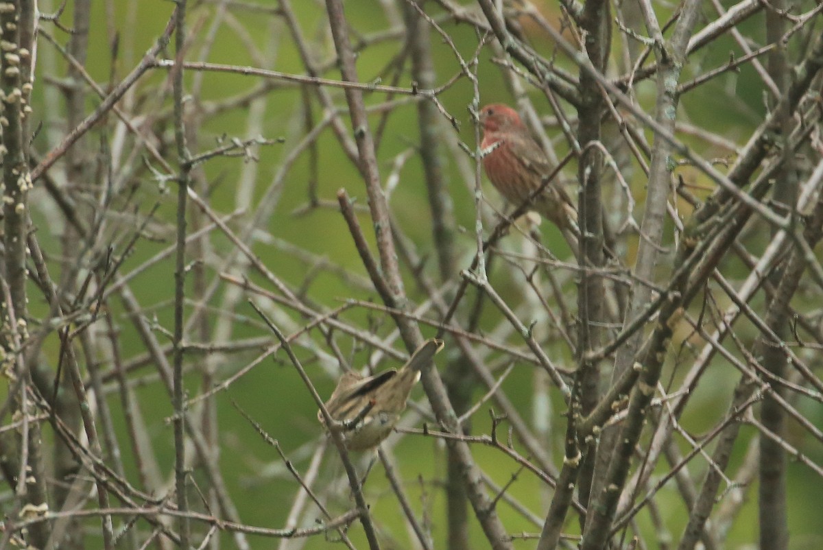 House Finch - ML116482311