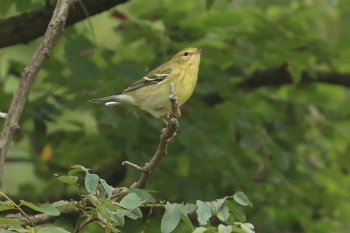 Blackpoll Warbler - ML116482351