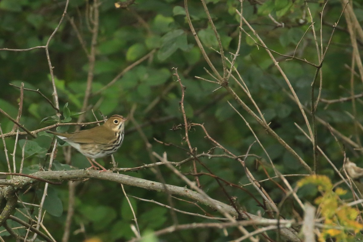 Ovenbird - Tim Lenz