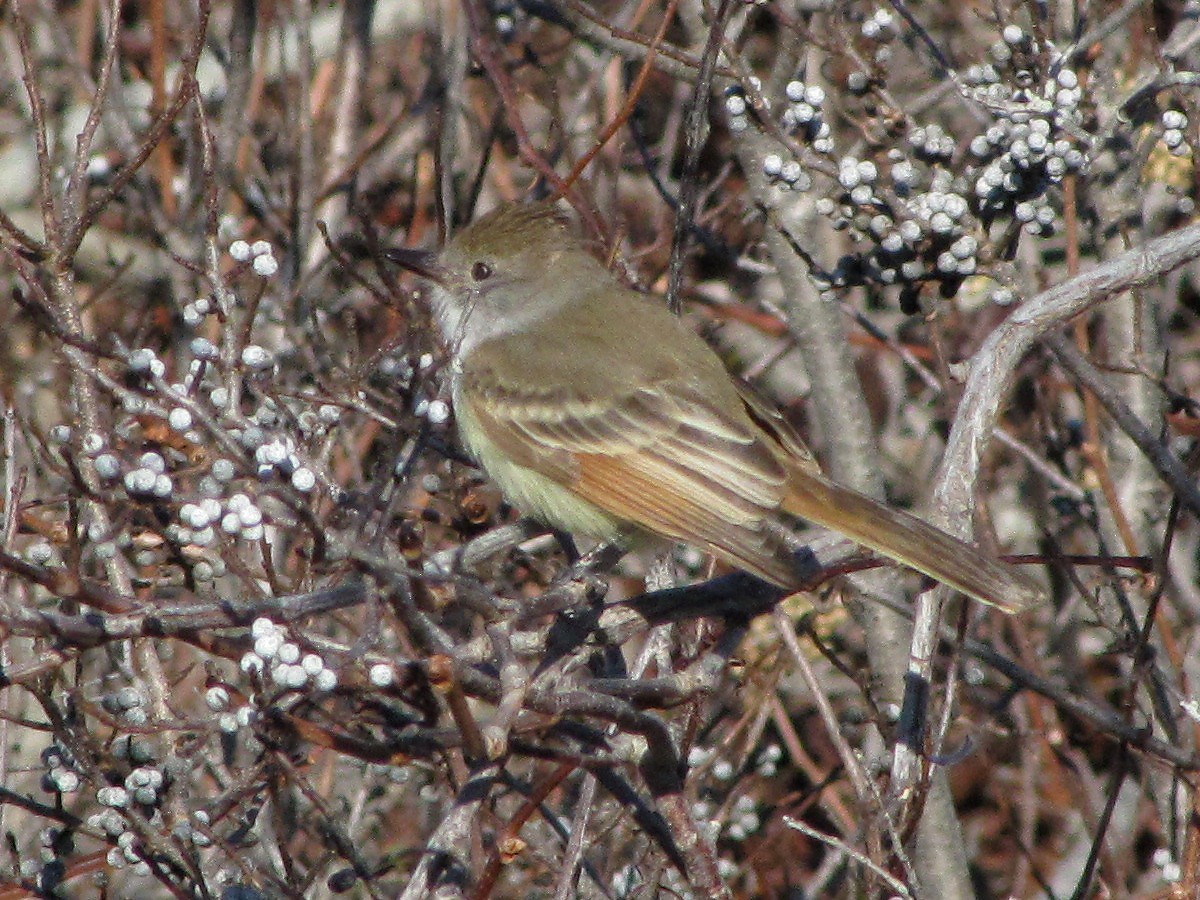 Ash-throated Flycatcher - ML116483941