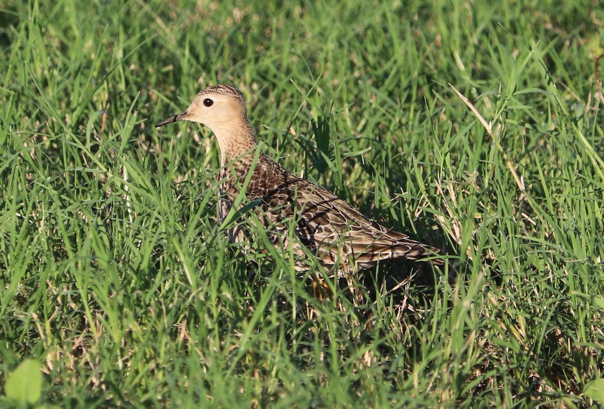 Buff-breasted Sandpiper - Allen Hardee