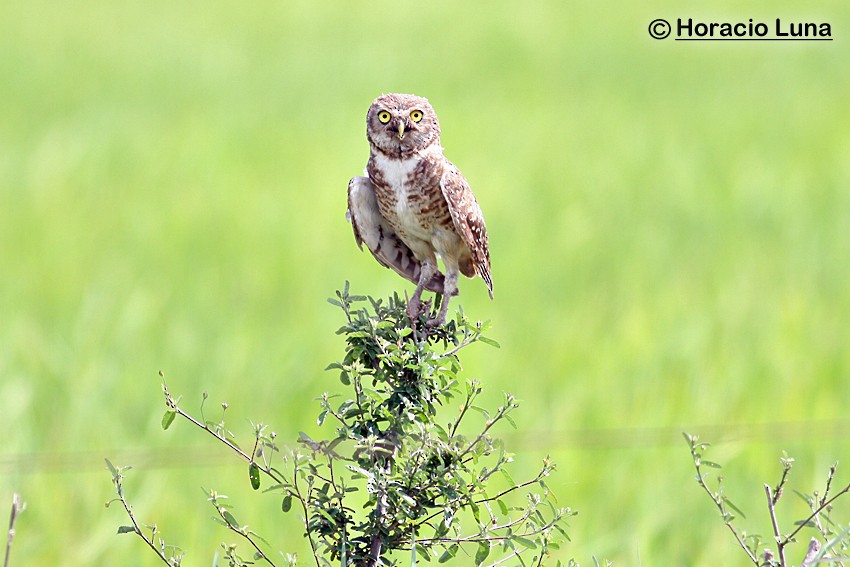 Burrowing Owl - Horacio Luna