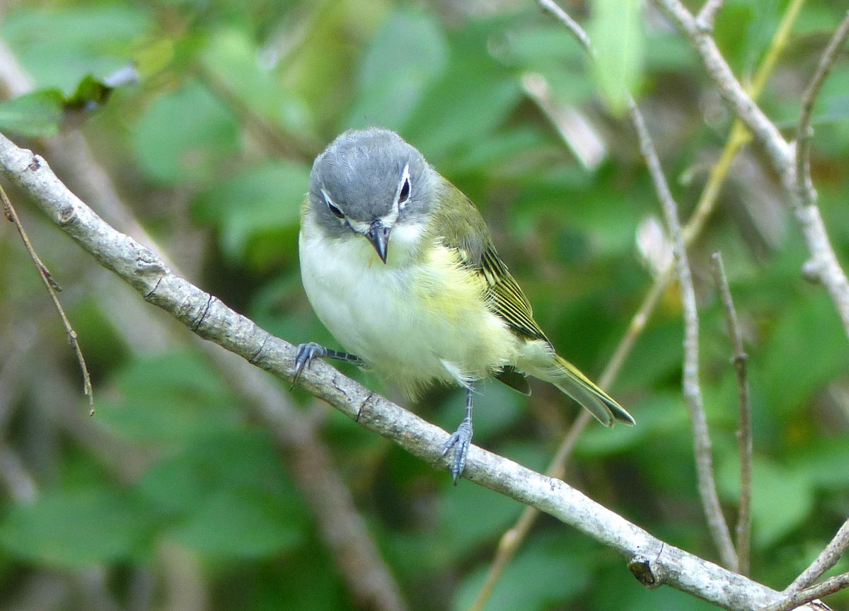 Vireo Solitario - ML116486141