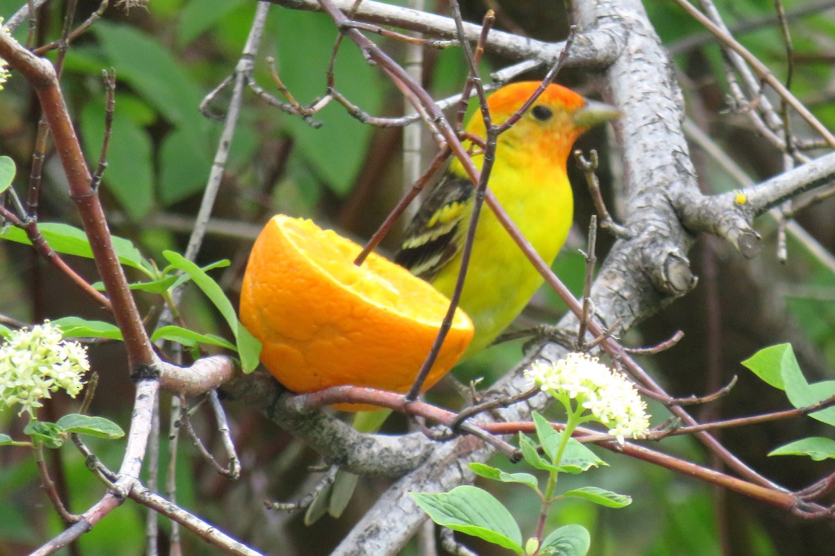 Piranga à tête rouge - ML116491081