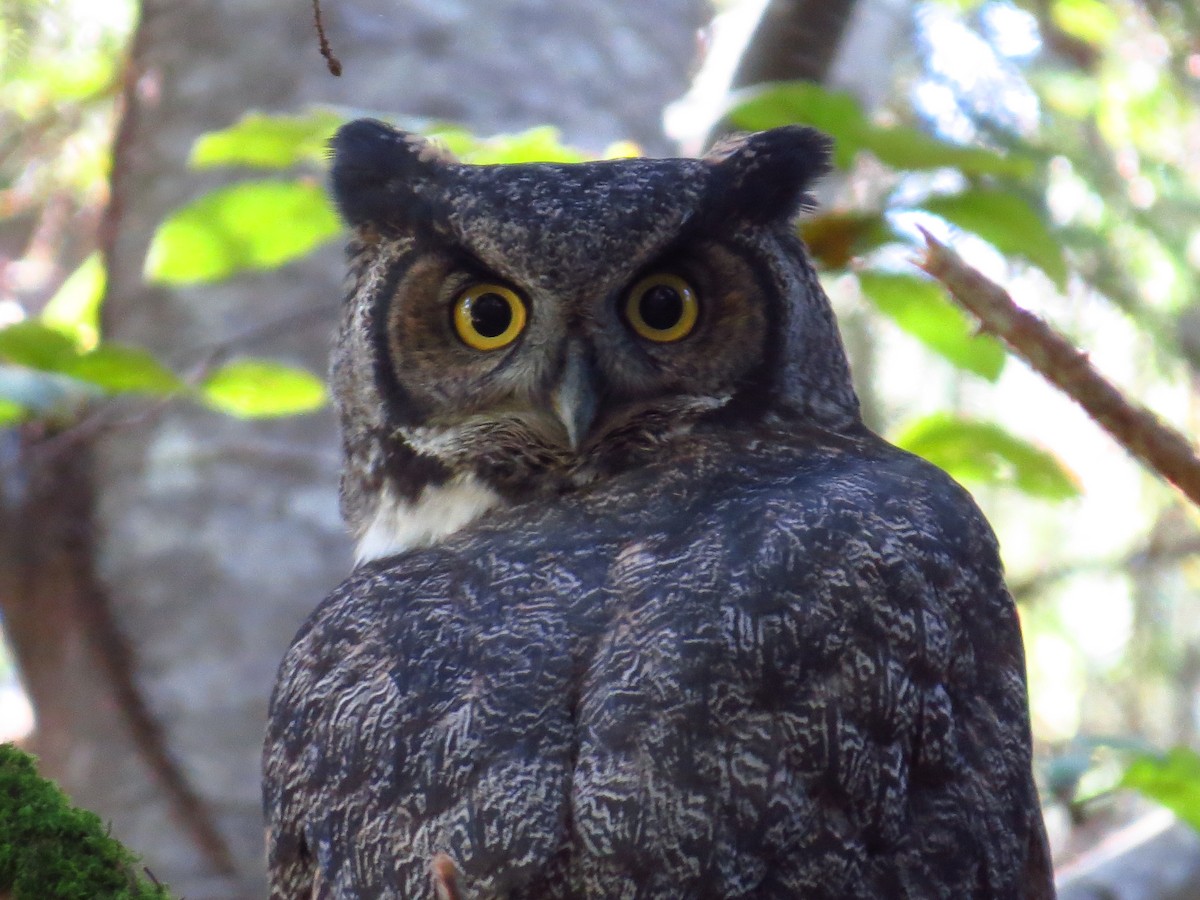 Great Horned Owl - Chris Dale