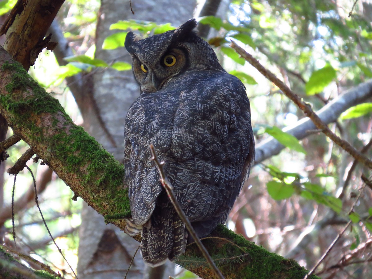 Great Horned Owl - Chris Dale