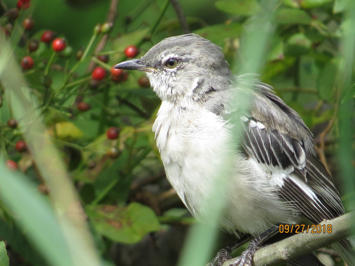 Northern Mockingbird - valerie heemstra