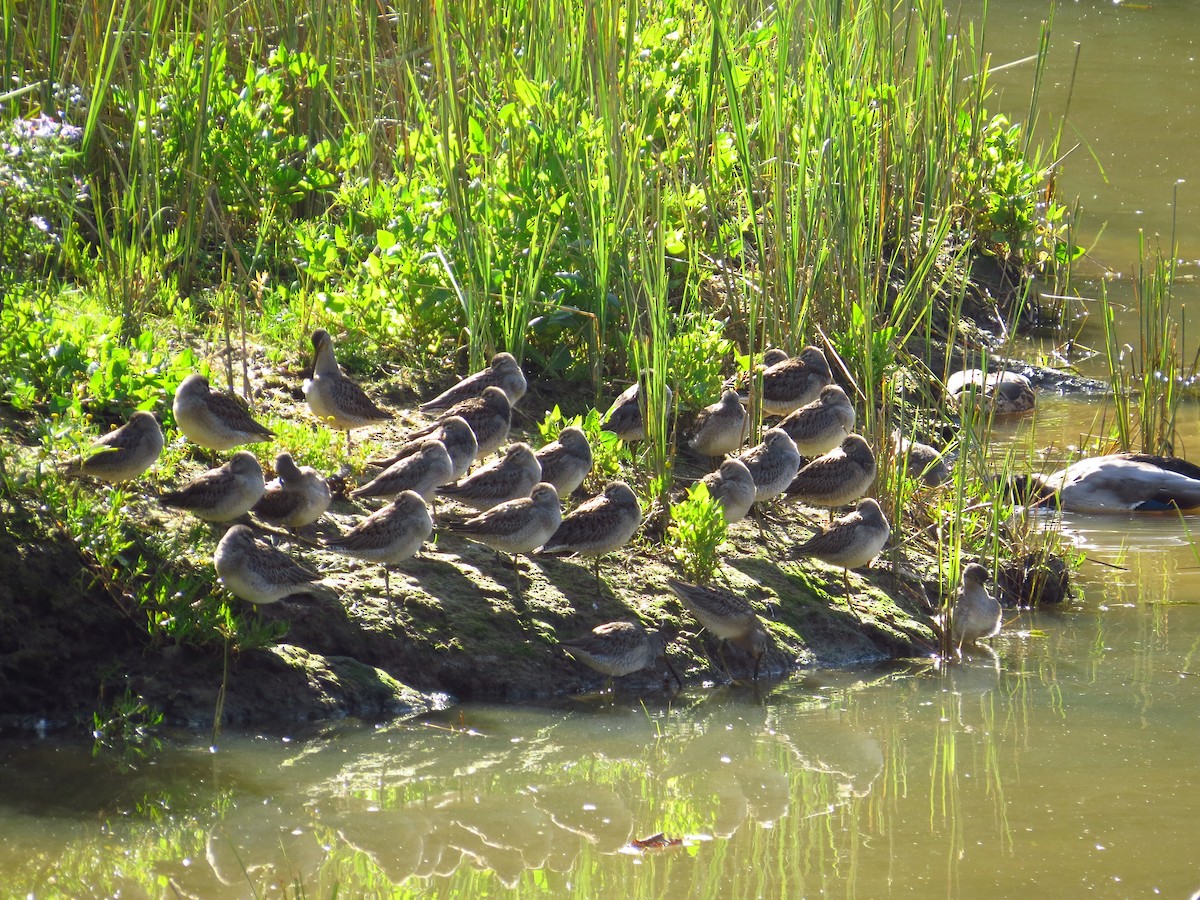 Long-billed Dowitcher - ML116491941