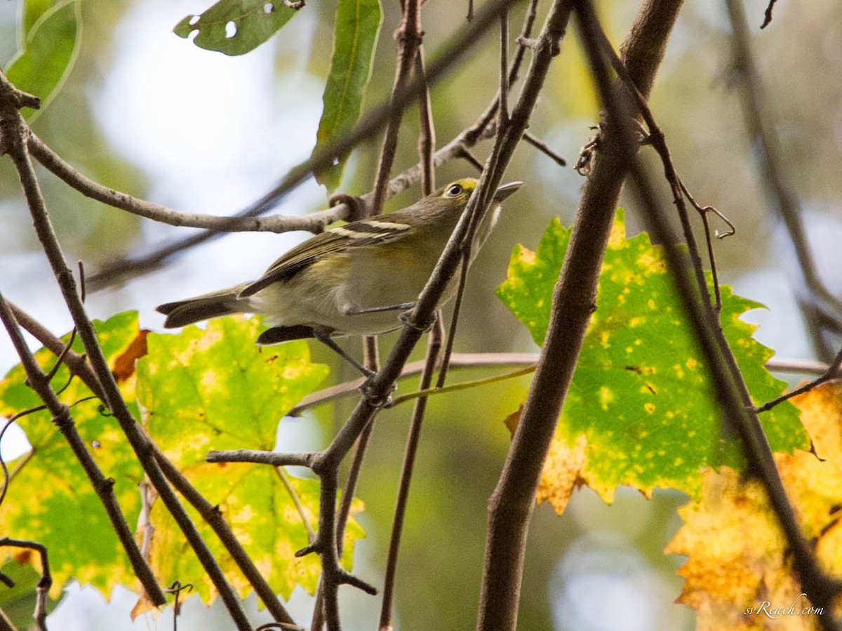 White-eyed Vireo - ML116492161