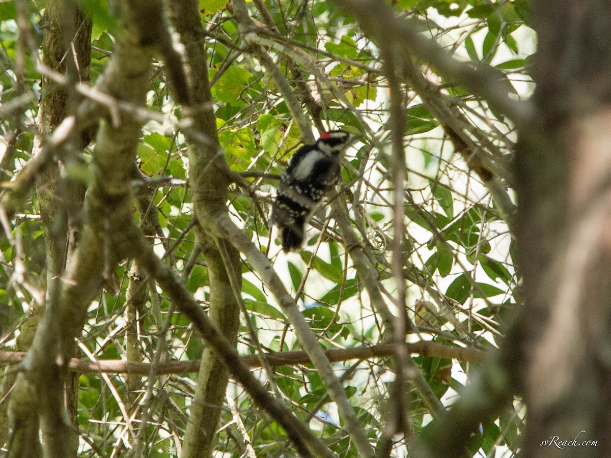 Downy Woodpecker - ML116492451