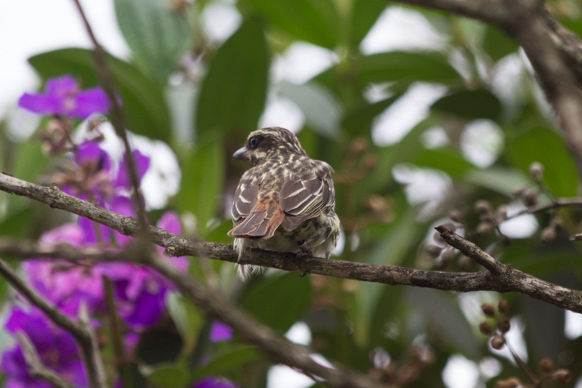 Streaked Flycatcher - André  Menini