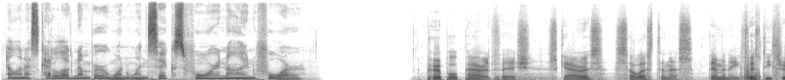 Midnight Parrotfish - ML116494