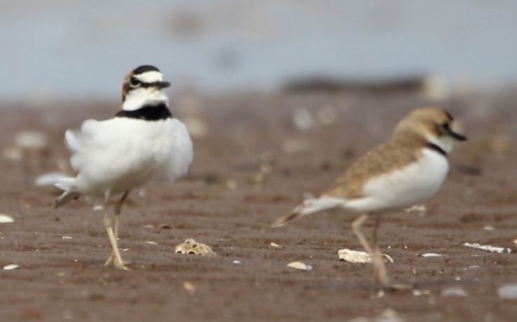 Collared Plover - Richard Lakhan