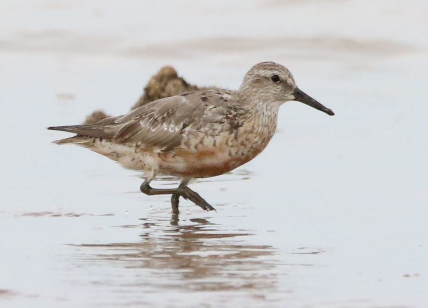 Red Knot - ML116494551