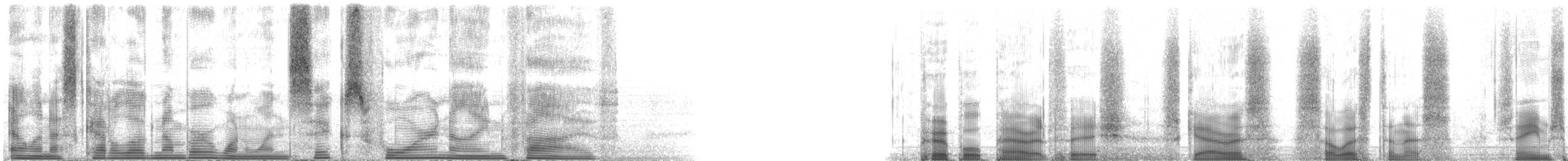 Midnight Parrotfish - ML116495