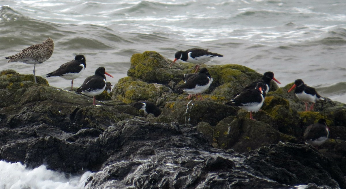 Eurasian Oystercatcher - ML116495711