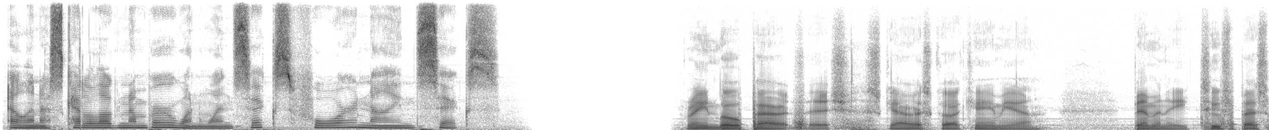 Rainbow Parrotfish - ML116496