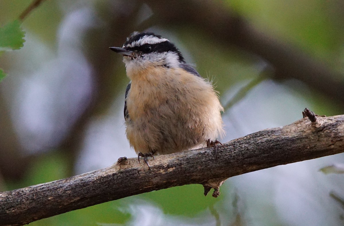 Red-breasted Nuthatch - ML116496151