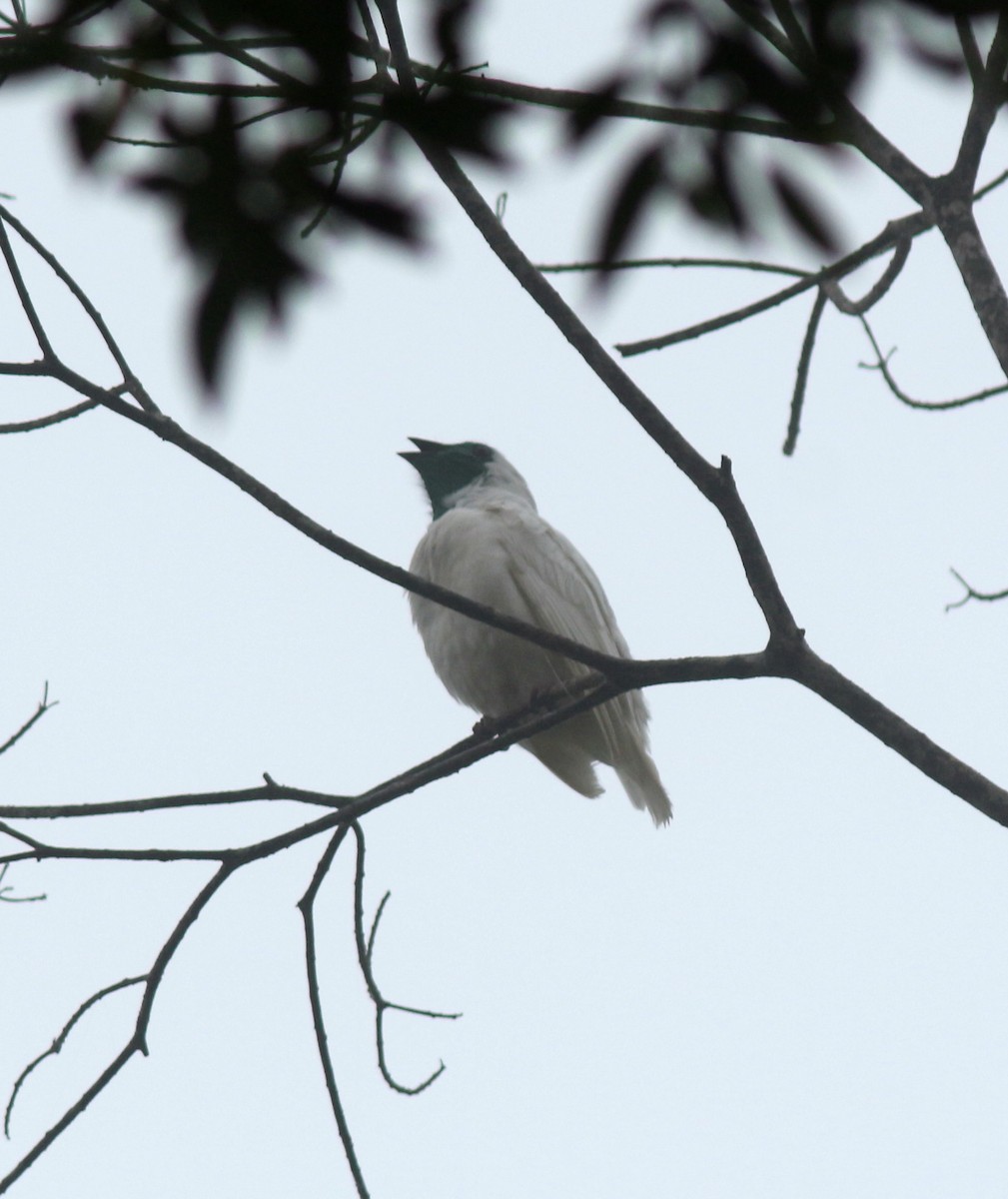 Bare-throated Bellbird - John Drummond