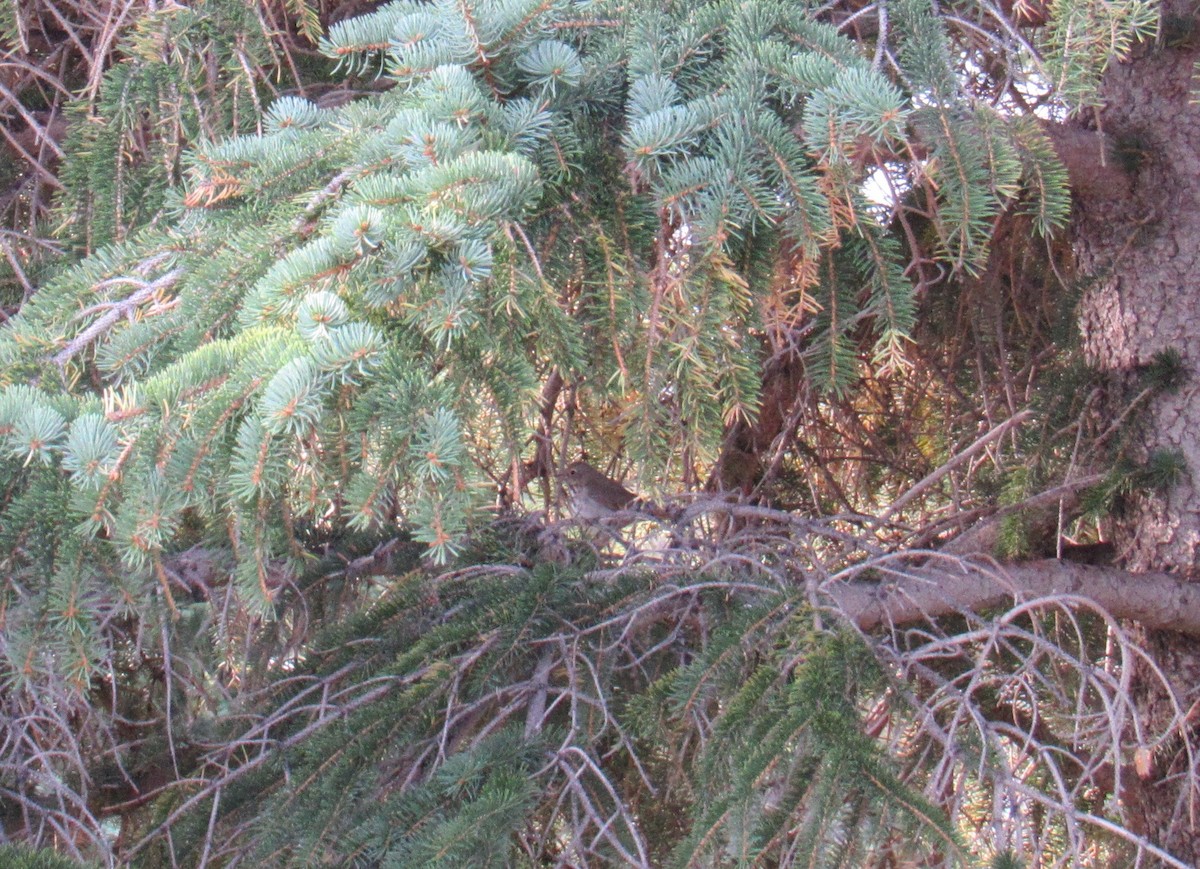 Hermit Thrush - ML116496841