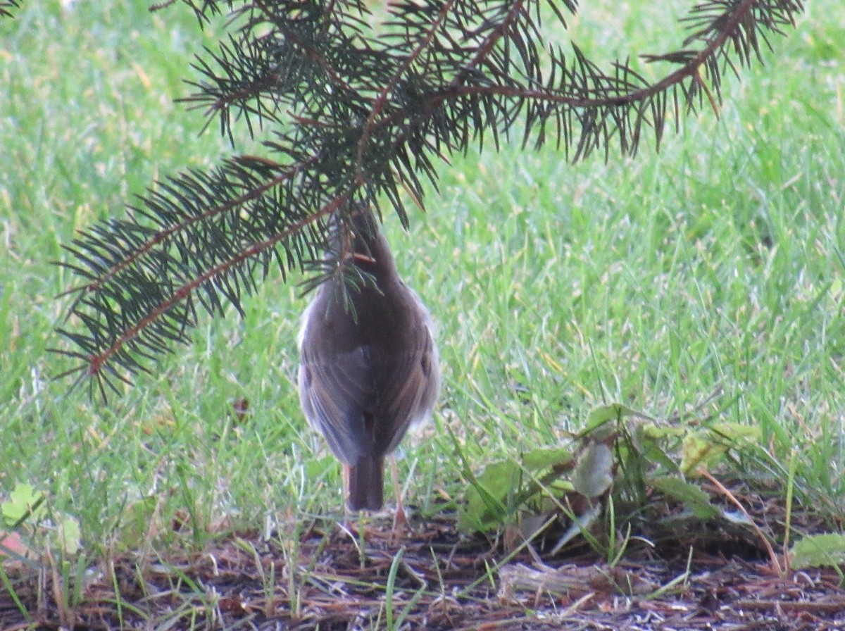 Hermit Thrush - ML116496851