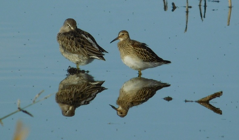 Pectoral Sandpiper - Mike & MerryLynn  Denny