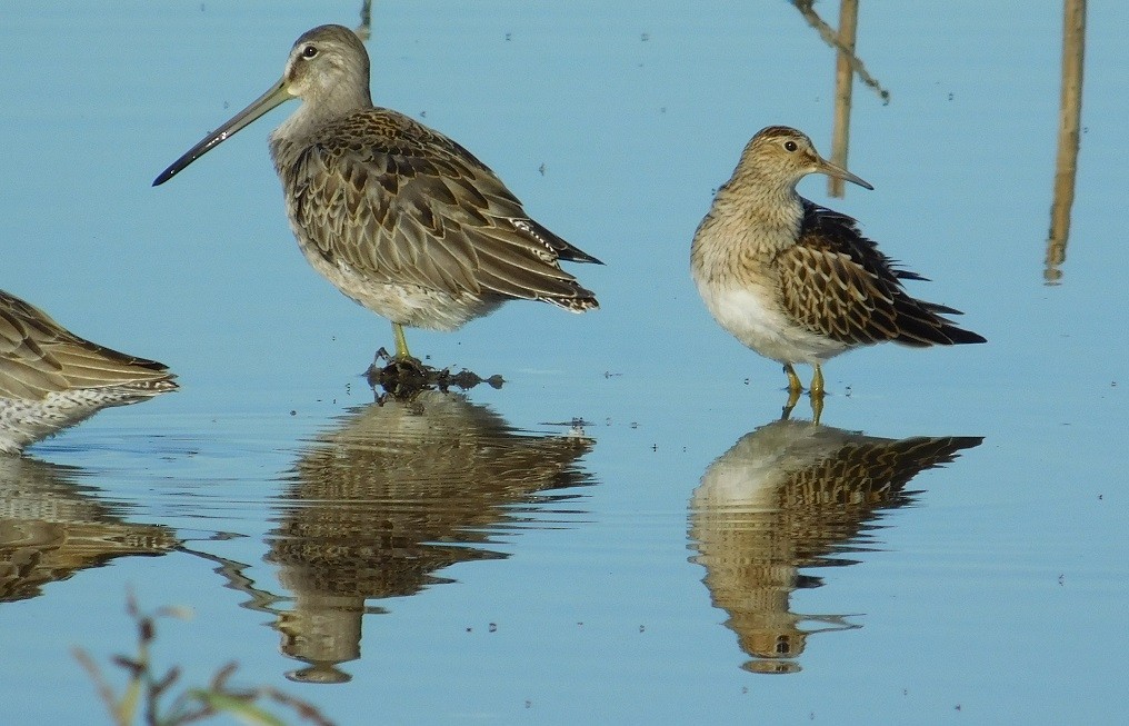 Pectoral Sandpiper - ML116497011