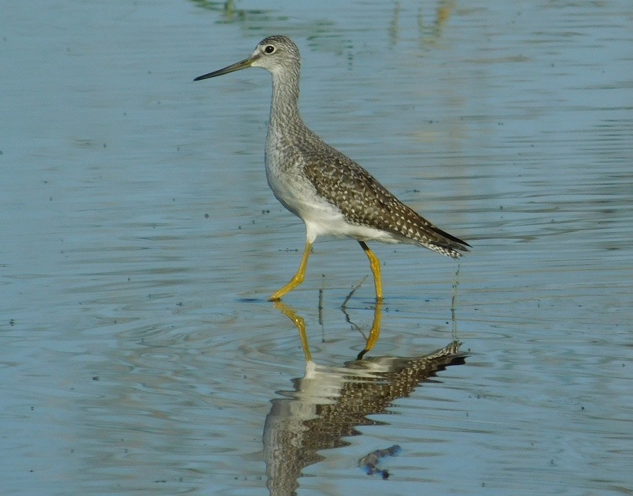 Greater Yellowlegs - ML116497241