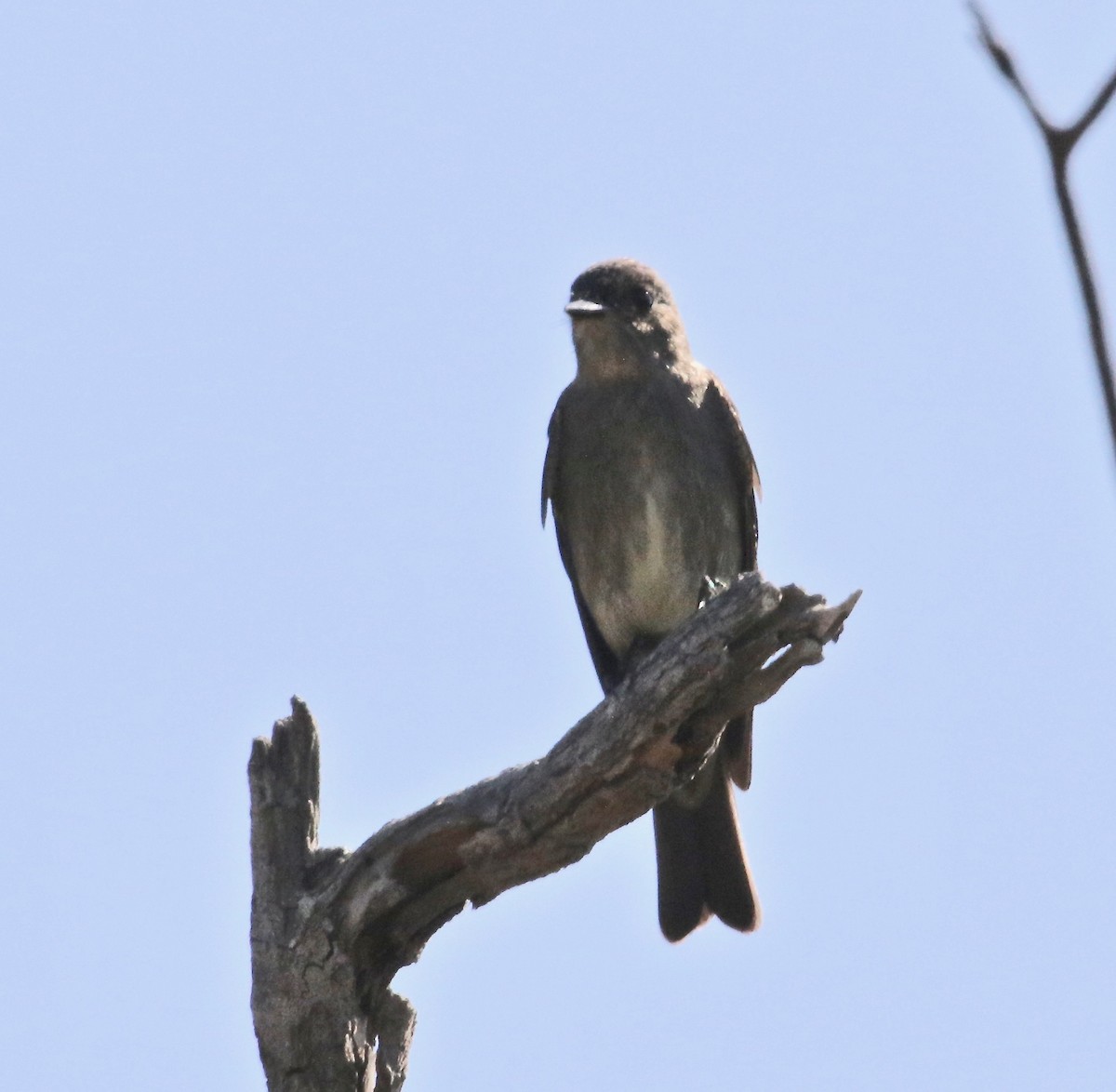 Western Wood-Pewee - Millie and Peter Thomas