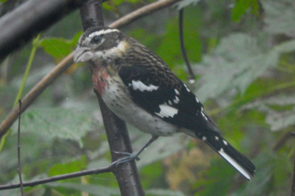 Rose-breasted Grosbeak - ML116498451