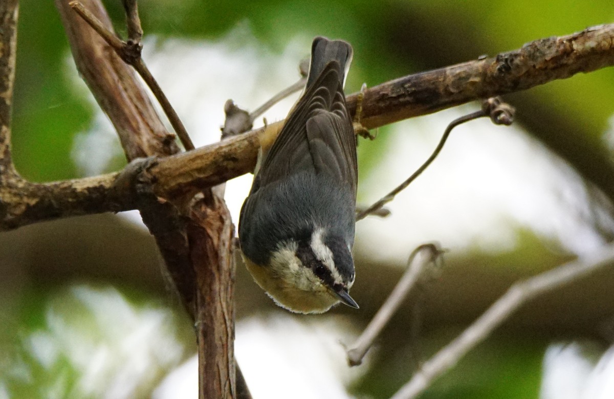 Red-breasted Nuthatch - ML116498801