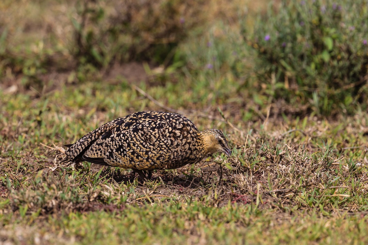 Yellow-throated Sandgrouse - ML116501011