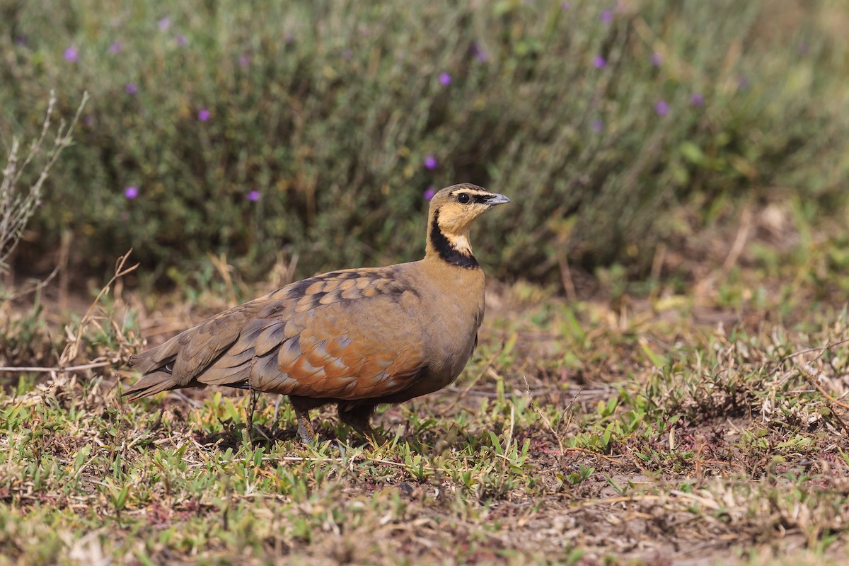 Yellow-throated Sandgrouse - ML116501031