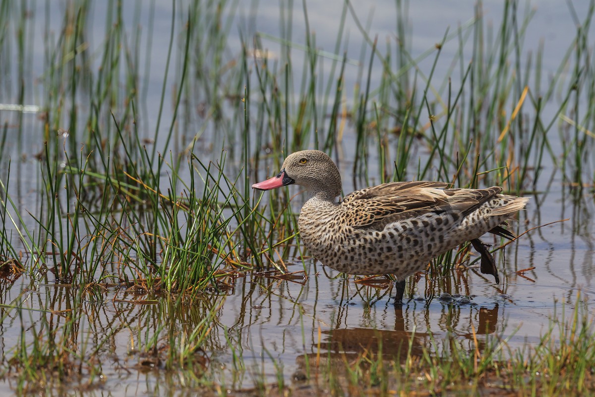 Cape Teal - ML116502451