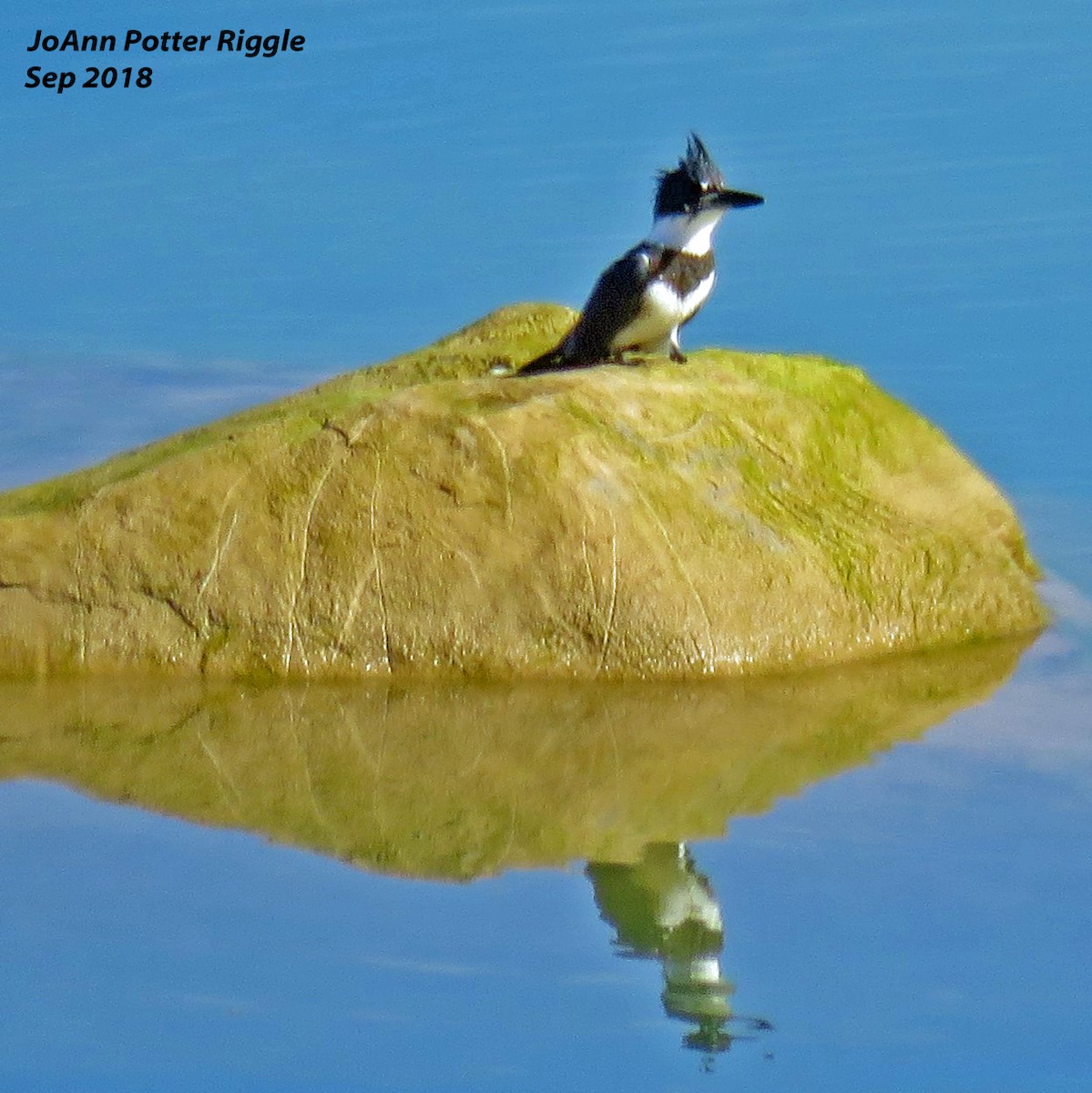 Belted Kingfisher - JoAnn Potter Riggle 🦤