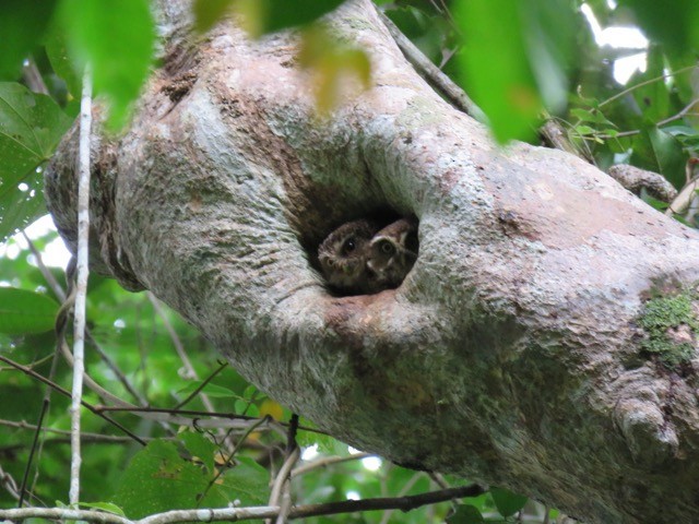 Ninox de las Salomón Occidentales (granti) - ML116504891