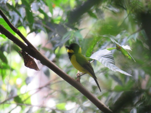 Oriole Whistler - Phil Gregory | Sicklebill Safaris | www.birder.travel