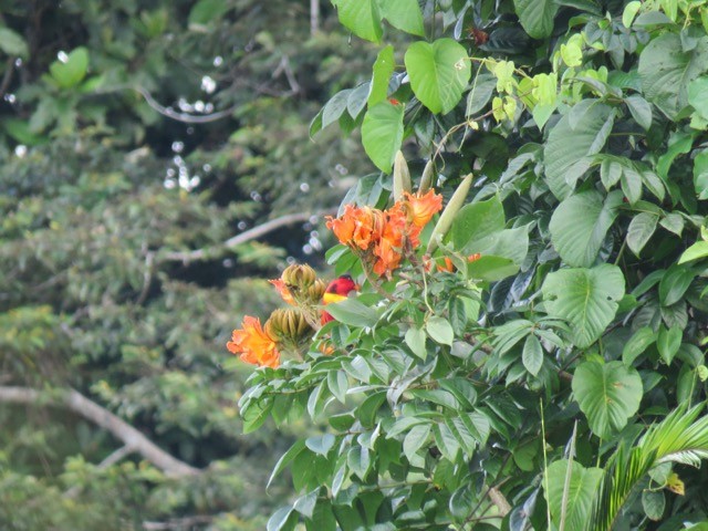 Yellow-bibbed Lory - ML116505701