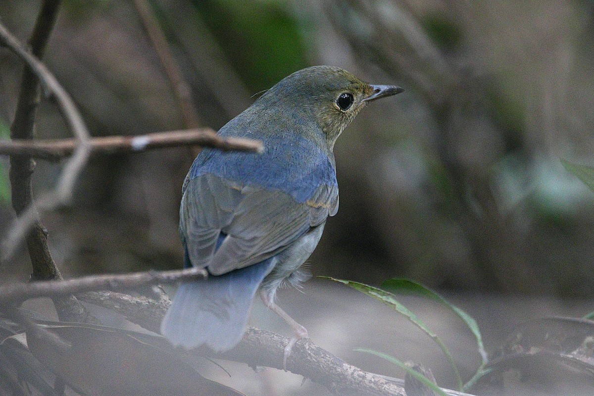 Siberian Blue Robin - ML116506191